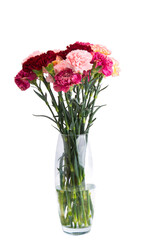 carnation flowers isolated