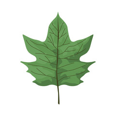 tropical leaf palm nature icon