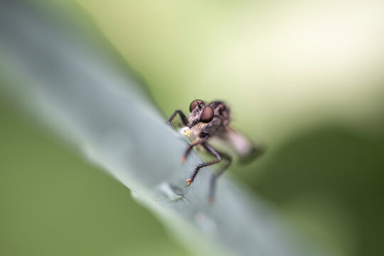A robber fly with prey.