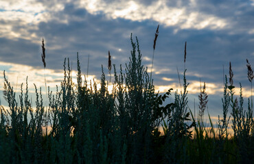 Obraz premium Silhouettes of meadow grass on a background of blue clouds at sunset.