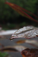 autumn leaves after the rain.