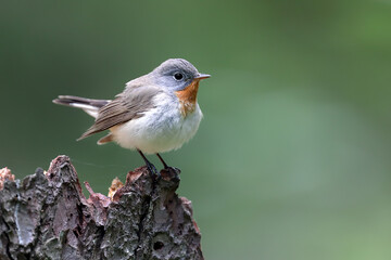 Red-breasted Flycatcher