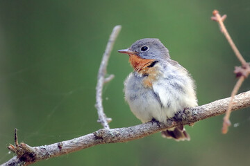 Red-breasted Flycatcher