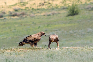 Naklejka na ściany i meble Steppe Eagles (Aquila nipalensis) feed on carrion in Caucasus, Republic of Dagestan, Russia