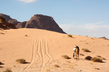 Beautiful camel in Deserted landscape View of the Wadi Rum desert, rocks mountain and dunes, Jordan.