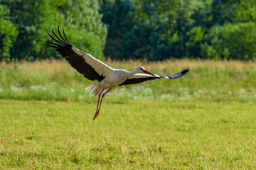 White Stork (Ciconia Ciconia) takes off from field at sunny summer day.