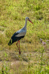 Naklejka premium Close-up of White Stork (Ciconia Ciconia) on the field at sunny summer day.