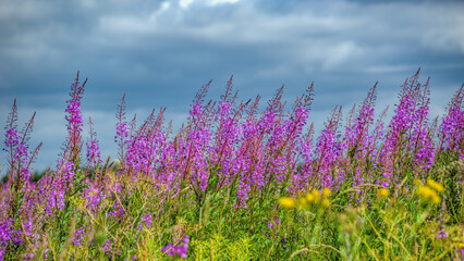 Picturesque summer meadow covered with bright pink flower of blossoming pink fireweed - Chamaenerion angustifolium or Epilobium angustifolium herb.