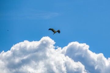 White Stork (Ciconia Ciconia) flying against blue sky and white clouds at sunny summer day.