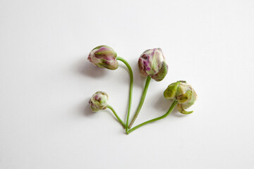  Caper (Capparis spinosa) with  buds.