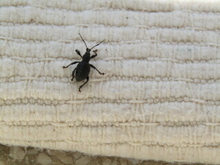 black bug on white mat