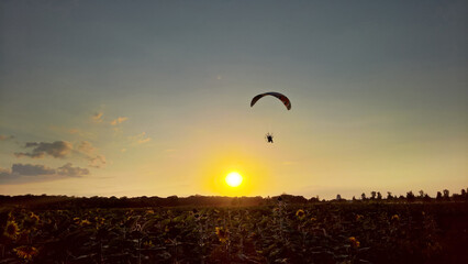 sunflower field and paraglider at sunset