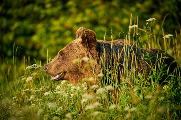 Obraz premium Brown Bear - Ursus arctos in the grass