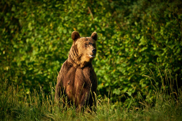 Brown Bear - Ursus arctos - in the grass