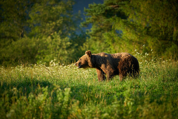 Brown Bear - Ursus arctos - in the grass