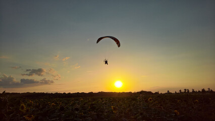 sunflower field and paraglider at sunset