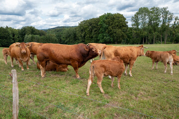 Fototapeta na wymiar Bulle mit seiner Herde