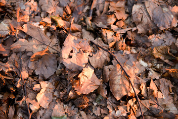 autumn leaves on the ground