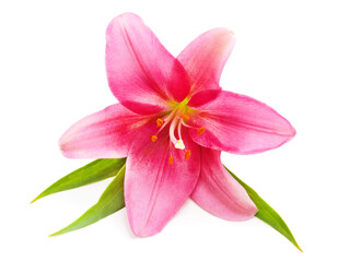 Naklejka na ściany i meble Beautiful pink lily.