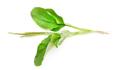 Plantain with flower. © ANASTASIIA