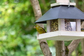 Vogelfütterung im Sommer
