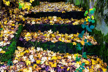 Ancient stone stairs are covered with yellow autumn leaves.
