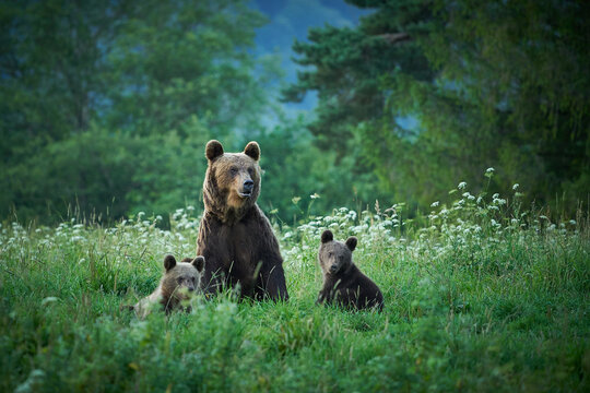 Wildlife scene from Poland nature.  Dangerous animal in nature forest and meadow habitat. Brown bear, close-up detail portrait. Bear hidden in yellow meadow.