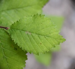 New leaves of Ulmus next to forest path.