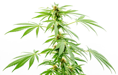 Fototapeta na wymiar Marihuana pflanze, oberer Teil der Pflanze im Wachstum, isoliert.