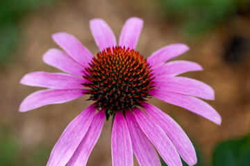 Macro view of a single purple coneflower (echinacea purpurea) with defocused background