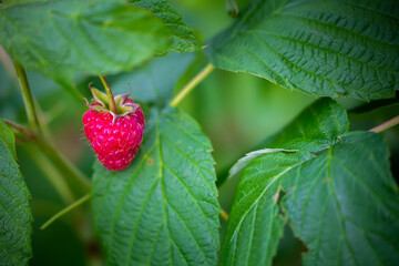 Red raspberry ready for pickup from the bush in the garden