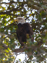 Bald Eagle perched in a tree standing tall and proud