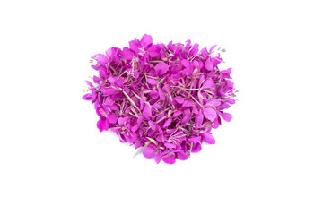 Fireweed flowers isolated on white background. Pile of pink fireweed flower petals handpicked for drying.