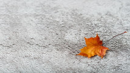 Orange maple leaf (Acer platanoides) on stone granite background with copy space. Autumn fall nature
