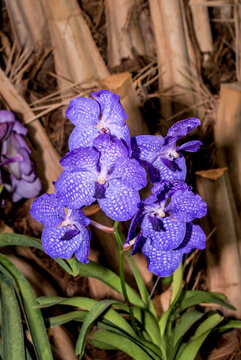 Ascocenda Orchid (Ascocentrum x Vanda) in greenhouse