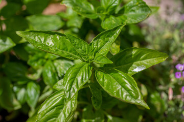 Macro view of the leaf tips on a sweet basil herb plant with defocused background
