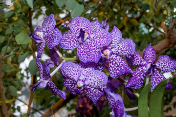 Ascocenda Orchid (Ascocentrum x Vanda) in greenhouse