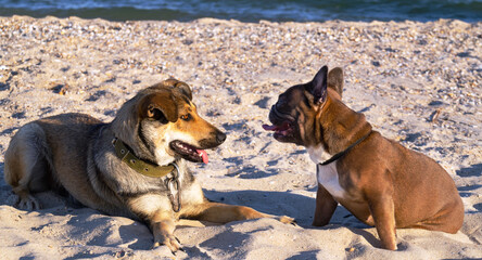 French bulldog and a mongrel dog play together on a cave beach by the sea. Travel concept with animals.