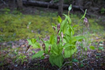 Mountain Lady's Slippers