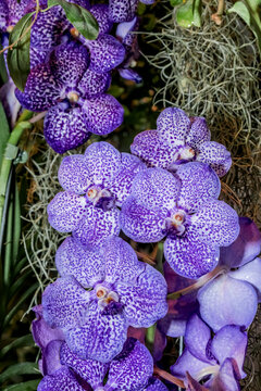 Ascocenda Orchid (Ascocentrum x Vanda) in greenhouse