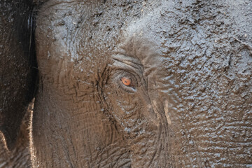 Close up of a wild elephant