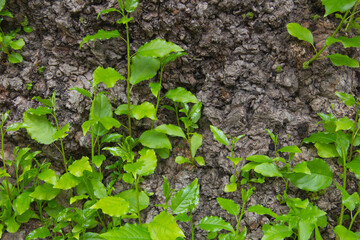 old log with new shoot and fresh green leaves, new life-conceptYoung shoots on an old tree. An old log with a new shoot and fresh green leaves, new life - concept