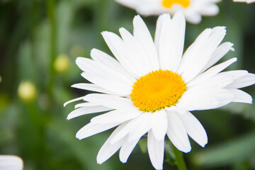 Obraz premium Daisy close-up on a green background. Chamomile flowers on a beautiful summer day.