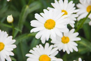 Obraz premium Daisy close-up on a green background. Chamomile flowers on a beautiful summer day.