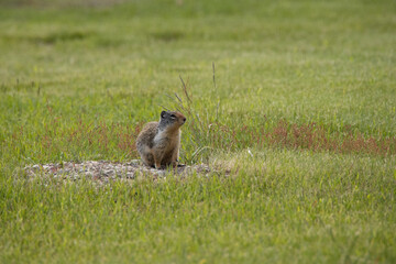 Naklejka na ściany i meble Ground squirrel sitting in grassland