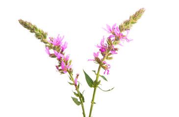 Lilac meadow flowers isolated