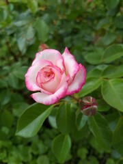 pink rose in garden