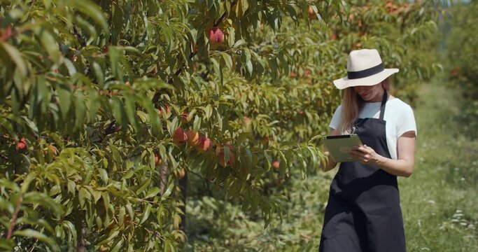 Professional female gardener in apron and hat working on digital tablet while standing at peach garden. Blonde female estimating young harvest outdoors.