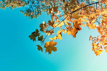 Yellow autumn leaves oak on blue sky background.