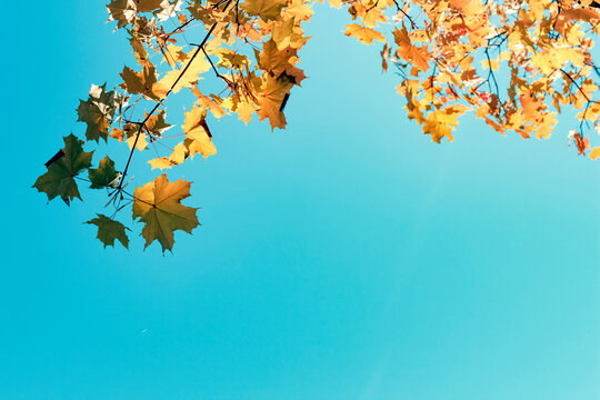 Yellow autumn leaves oak on blue sky background.